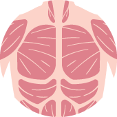 筋肉